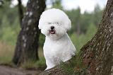 BICHON FRISE 338